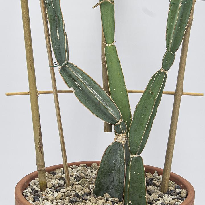 Image du produit Kakteen Gautschi Cissus quadrangularis (70 cm)