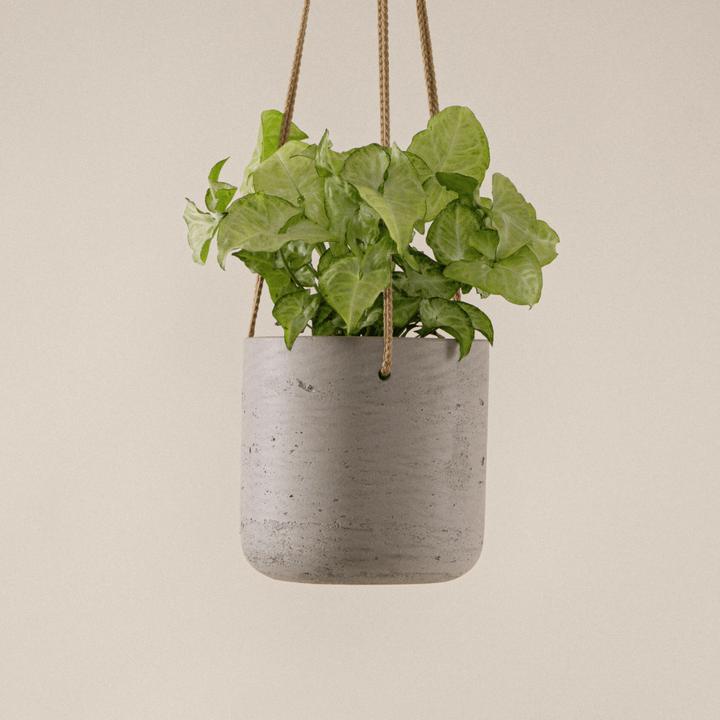 Produktbild Mary and Plants Syngonium White Butterfly mit HAY Topf in Hellgrau (45 cm)
