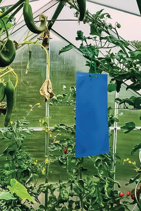 Image du produit Swissinno Klebetafeln für Thripse