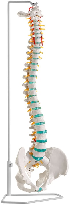 Erler Zimmer Flexible Wirbelsäule