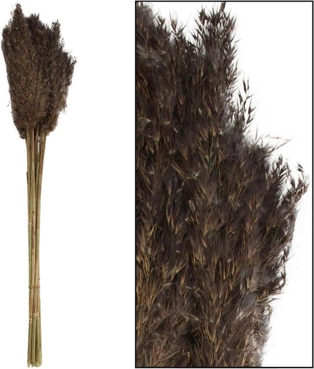 Image du produit Dijk Tube de pieu - Arundo donax (Fleurs séchées)