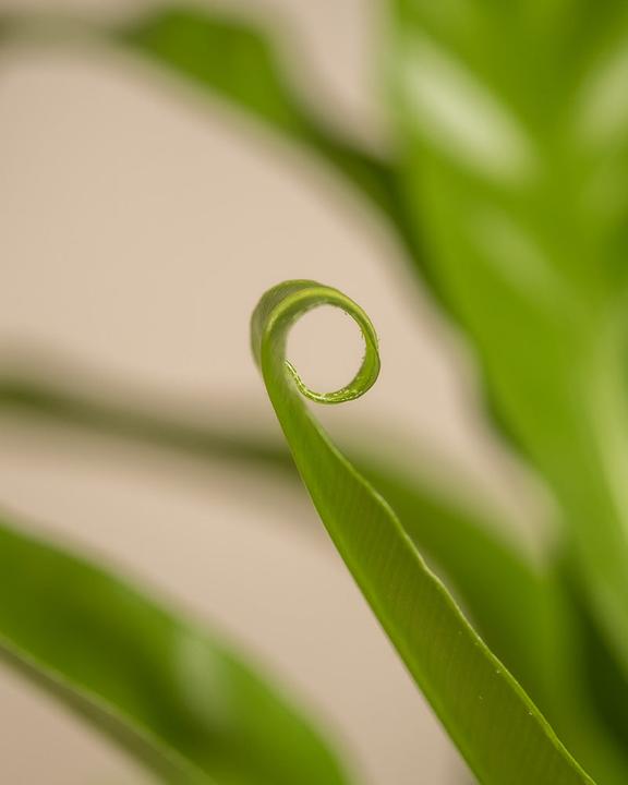 Produktbild feey Kleines tierfreundliches Pflanzen-Set (20 cm, Frisch umgetopft, Tierfreundlich)