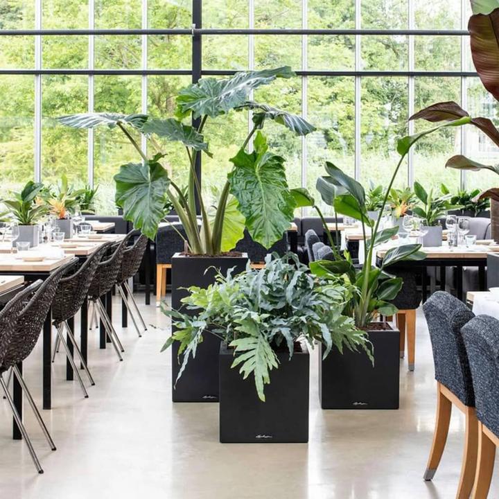 Image du produit Lechuza Canto Color Cube (30 x 30 x 30 cm)