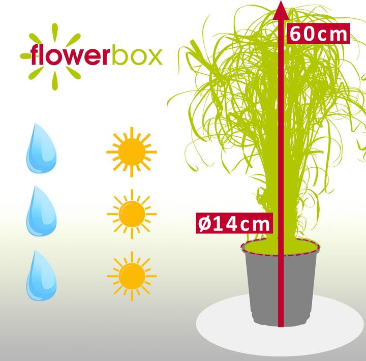 Produktbild Flowerbox Zyperngras - Cyperus alternifolius (60 cm)