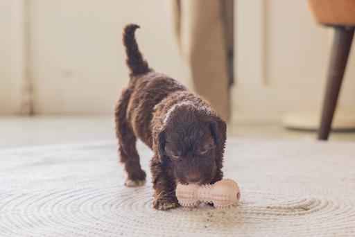 Immagine prodotto Beeztees Manubrio dentale (Gioco da masticare per cani)