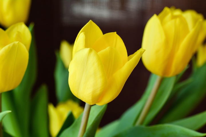 Immagine prodotto Rutishauser Blumen Tulipani (Fiori recisi)