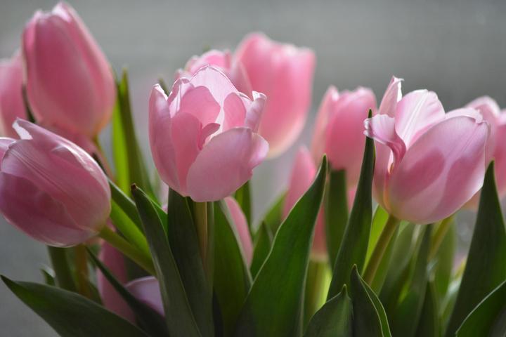 Image du produit Rutishauser Blumen Mélange de tulipes (Fleurs coupées)