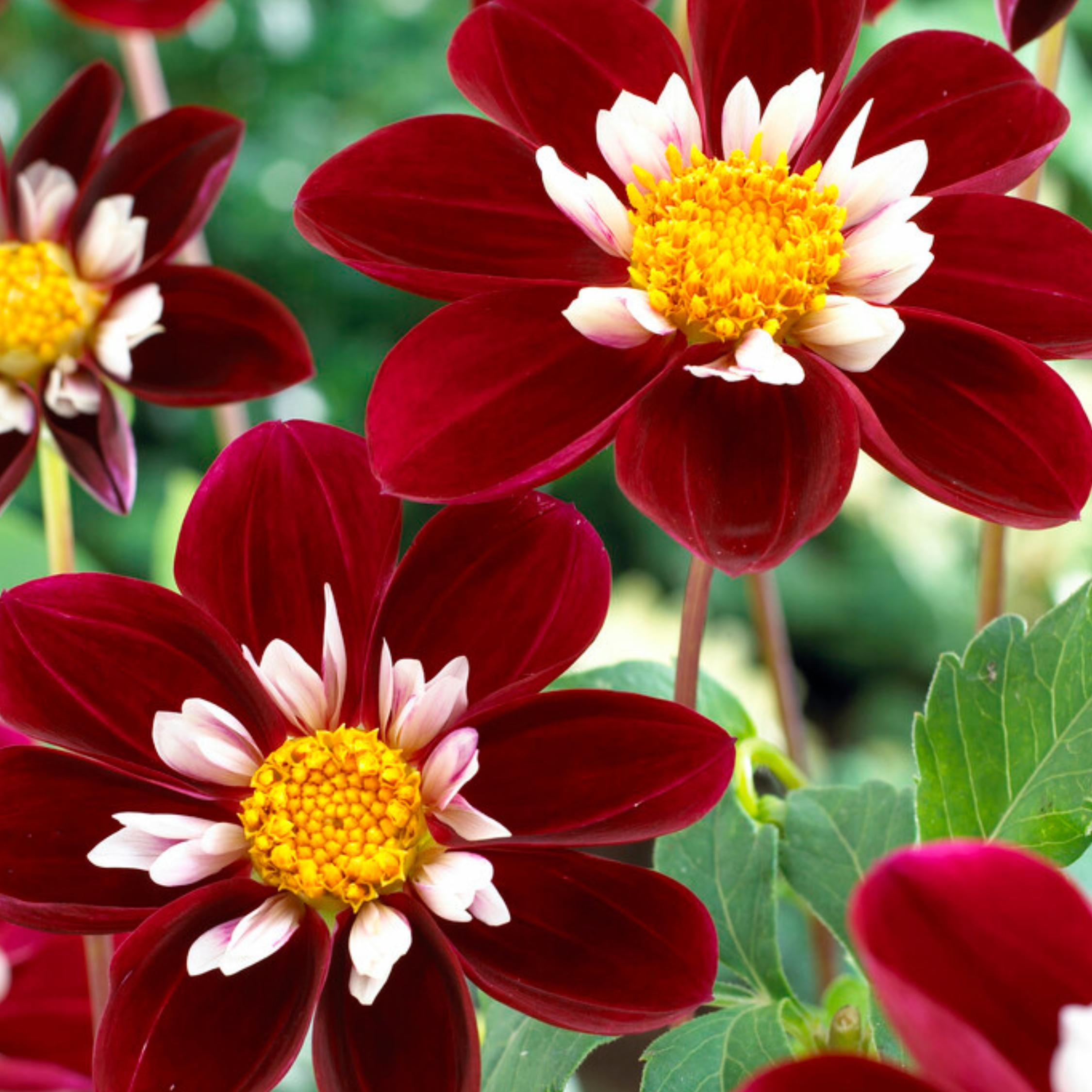 Thumbnail - Plant in a Box, Pflanzen, Dahlia Mary Evelyn - 3er Set Dahlien (10 cm)