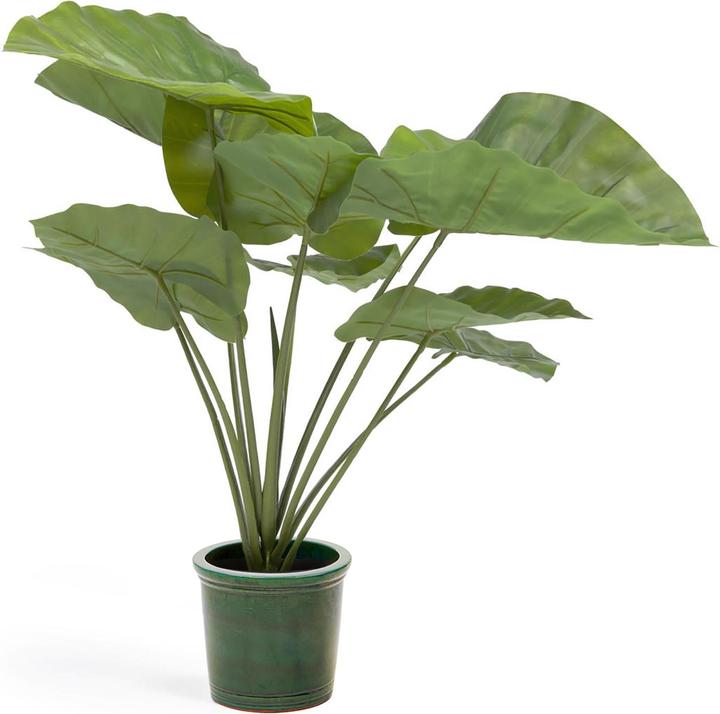 Produktbild Kave Home Alocasia Odora (57 cm)