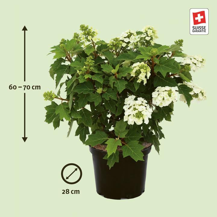 Produktbild Zulauf Eichenblättrige Hortensie / Hydrangea quercifolia 'Munchkin' (70 cm)