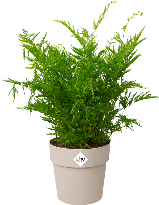 Produktbild Elho b.for original (18 cm)