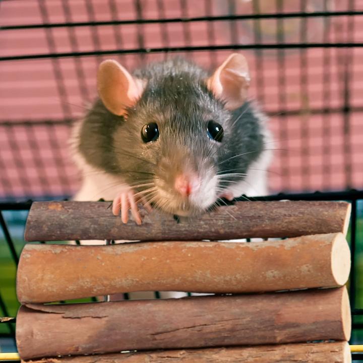 Actual product image Relaxdays 3x rodent bridge