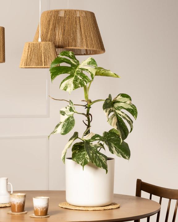 Actual product image feey Monstera deliciosa variegata (65 cm, Freshly repotted)