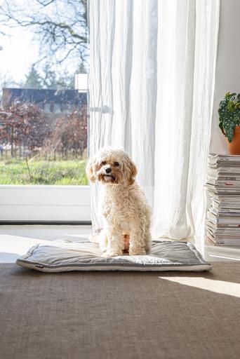 Produktbild Designed by Lotte Nalino (Hund)
