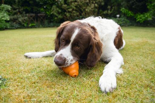 Immagine prodotto Beeztees Sumo Play Dental (Gioco da masticare per cani)