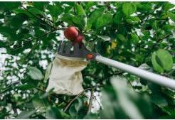 Actual product image Bradas V-series fruit picker
