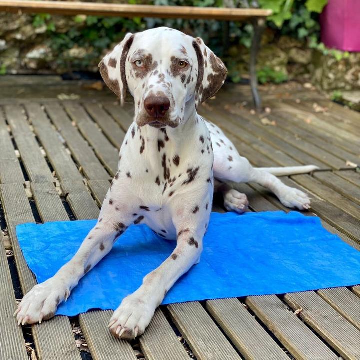 Produktbild Héry Bademantel für Hunde (Hundemantel)