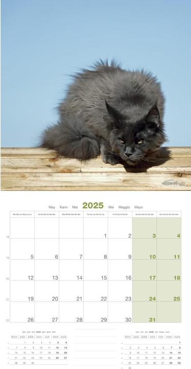 Produktbild Martin Sellier Maine Coon