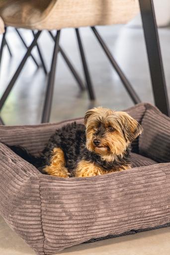 Immagine prodotto Designed by Lotte A coste (Cane)