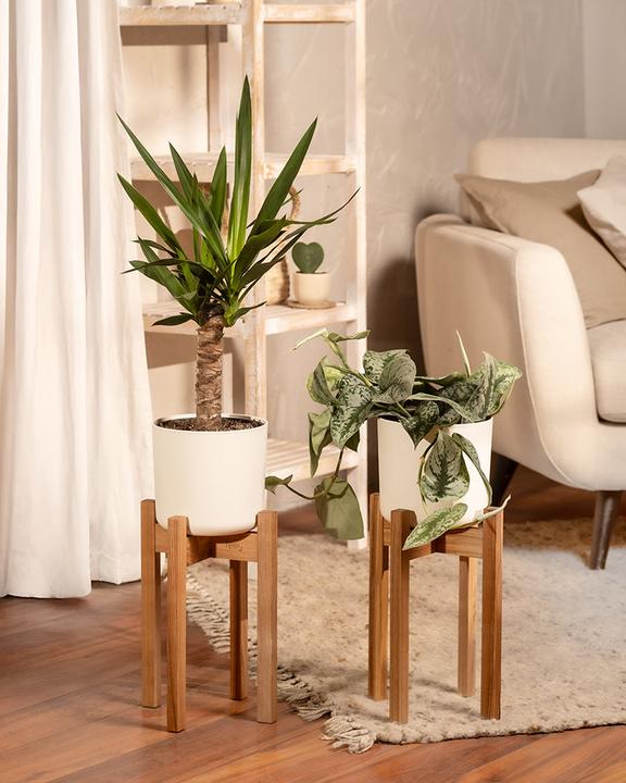 Produktbild feey Kleine Yucca (70 cm, Frisch umgetopft)