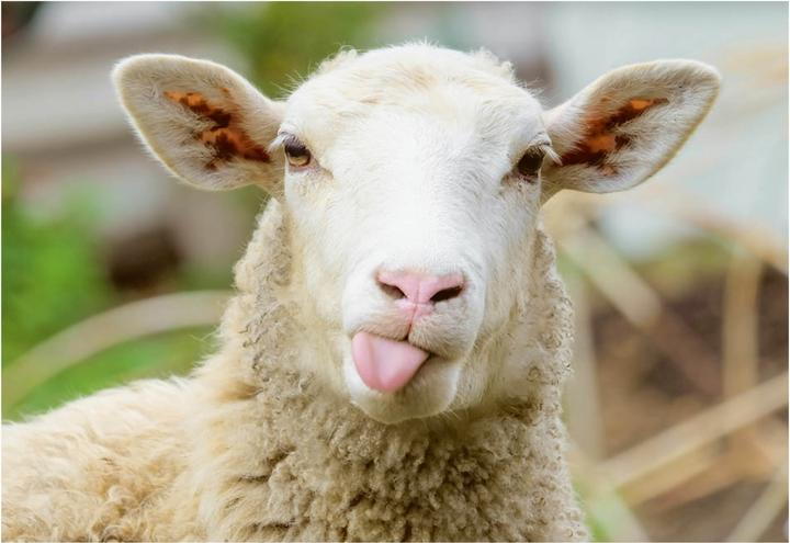 Produktbild Postkartenblock Lustige Tiere