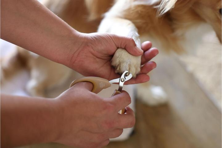 Actual product image Kerbl MagicBrush claw scissors dog Golden (Cat, Dog, Rodents)