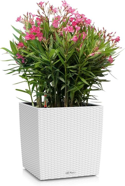 Actual product image Lechuza Cube Cottage (39 x 39 x 40 cm)