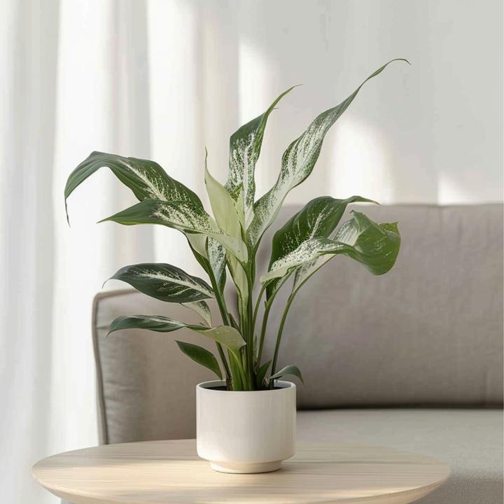Produktbild Plant in a Box Spathiphyllum Diamond - Diamant-Efeu (40 cm)