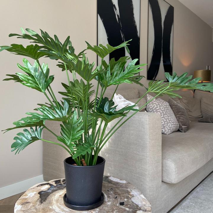 Immagine prodotto Plant in a Box Philodendron - (65 cm)