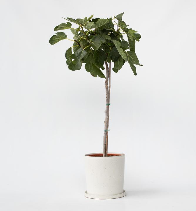 Actual product image Plant in a Box Ficus Carica - Fig tree (70 cm)
