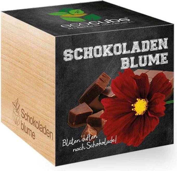 Feel Green Ecocube - Pflanzen im Holzwürfel - Schokoladenblume (Blumensamen)