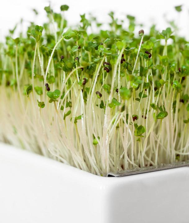 Produktbild Heimgart Brokkoli (Keimlinge)