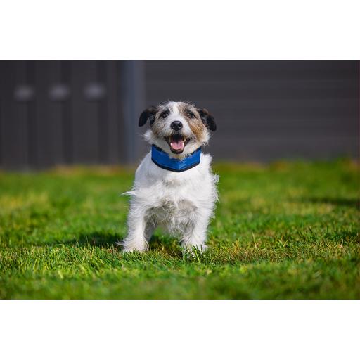 Thumbnail - Beeztees Bz Quick Cooler Halsb Izi Bla (S, Hund, Allgemein), Halsband + Leine
