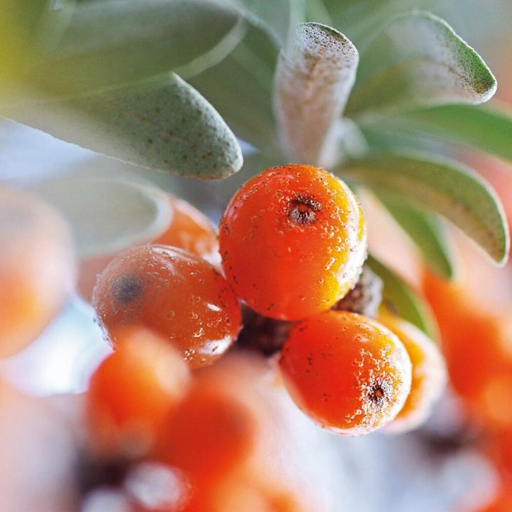 Actual product image Weleda Seabuckthorn oil (Body oil, 100 ml)