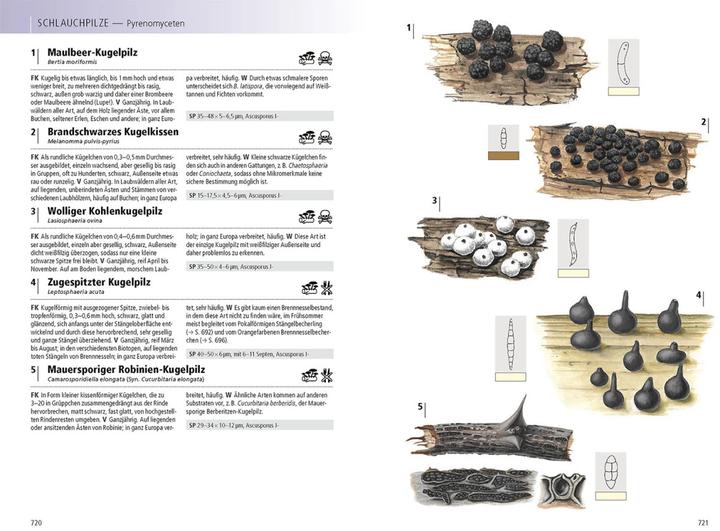 Produktbild Kosmos Das Handbuch Pilze (Deutsch, Peter Karasch, Andreas Gminder, 2023)