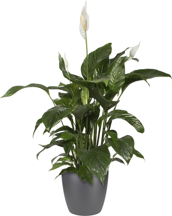 Produktbild Elho Brussels (16 cm)