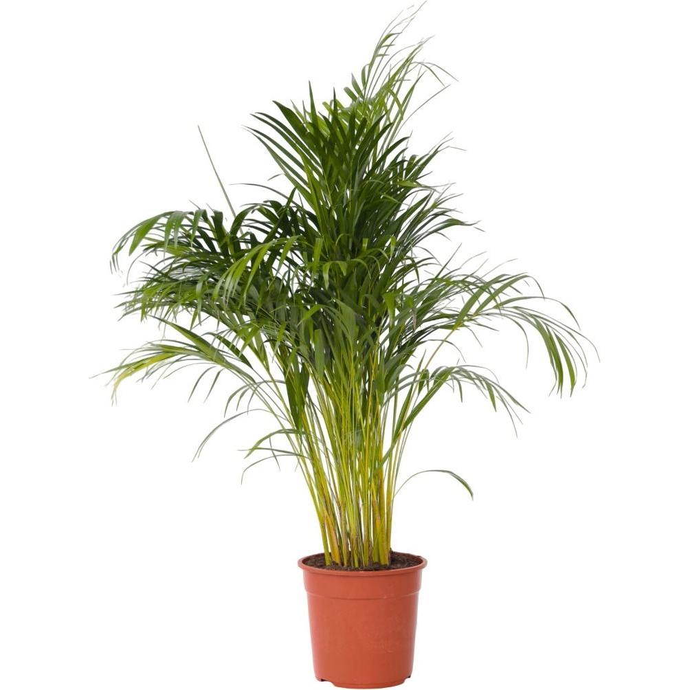 Plant in a Box, Pflanzen, Dypsis Lutescens - Areca Goldfruchtpalme (140 cm)