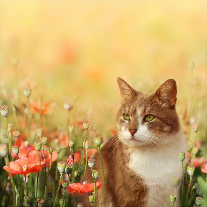 Produktbild Bilderwelten Katze im Mohnfeld Premium (192 x 192 cm)