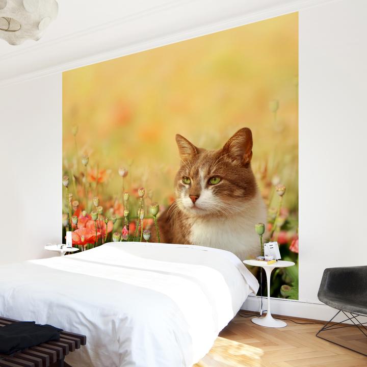 Produktbild Bilderwelten Katze im Mohnfeld Premium (192 x 192 cm)
