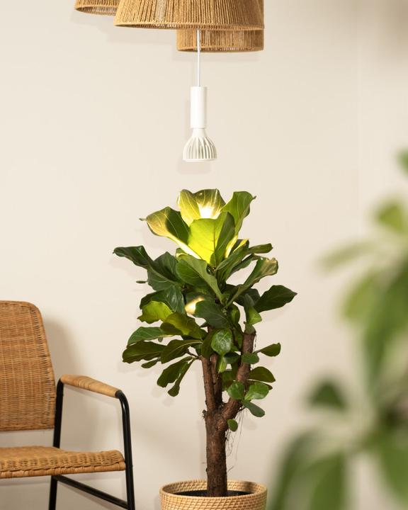 Actual product image feey Pflanzenlampe 'Staila'
