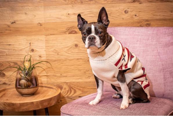 Produktbild Chiara Pullover LIMA (45, Hundepullover)