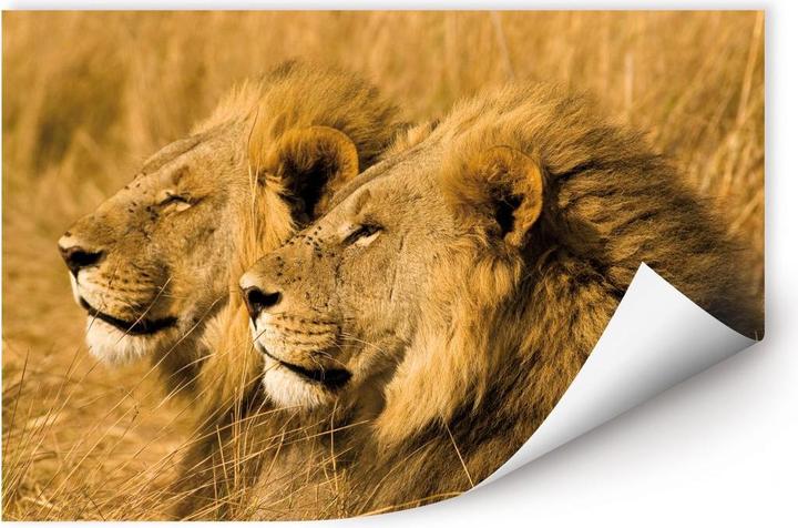 Immagine prodotto National Geographic NG Coppia di leoni (60 x 40 cm)