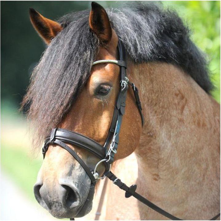 Immagine prodotto Kavalkade Clinchesse