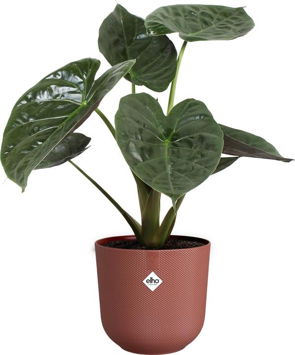 Actual product image Elho Jazz Round (23 x 21 cm)