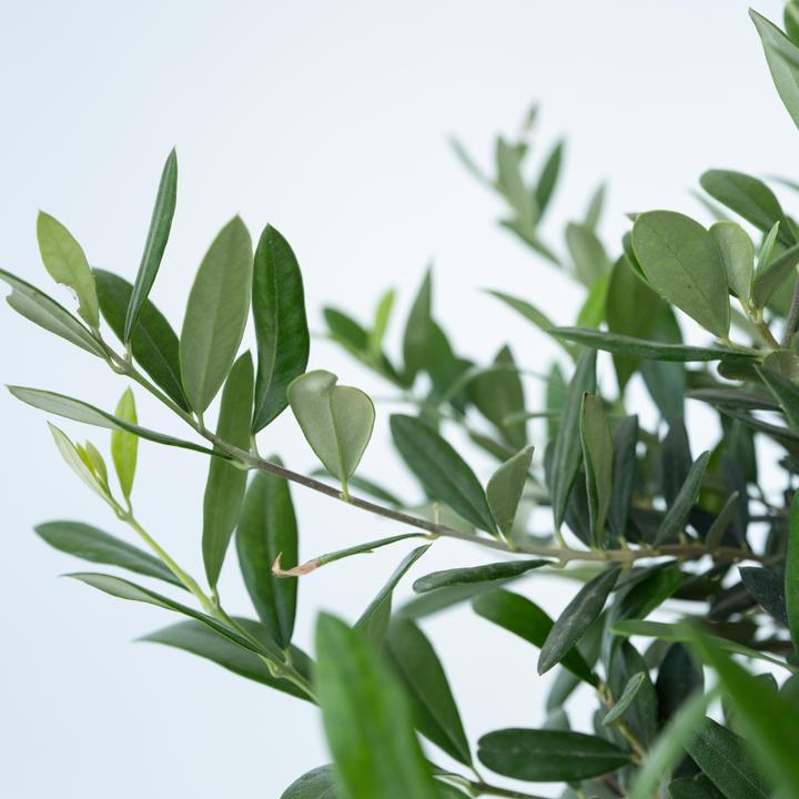 Immagine prodotto Plant in a Box Olea Europaea - Bonsai di olivo in ciotola (40 cm)