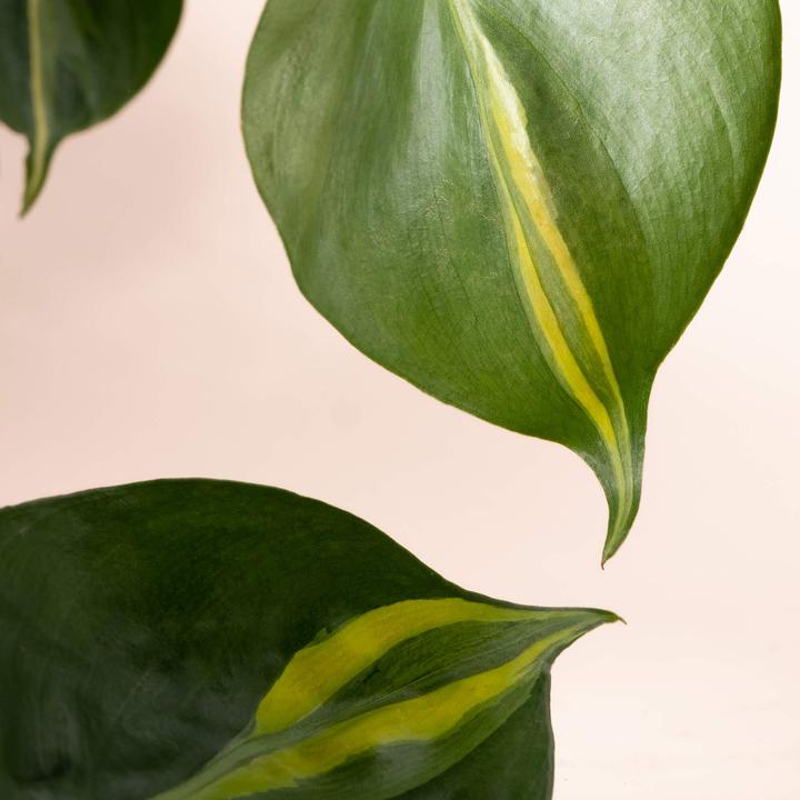 Produktbild Mary and Plants Brasil Ron Terrakotta (35 cm)