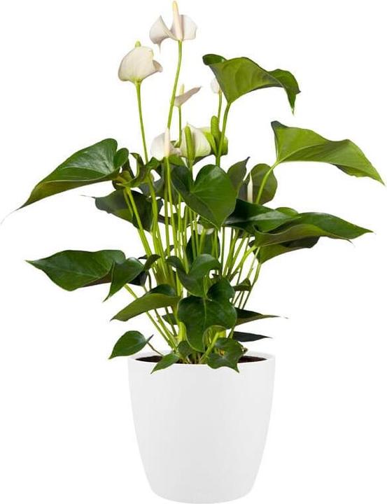Actual product image Elho Brussels (20 cm)