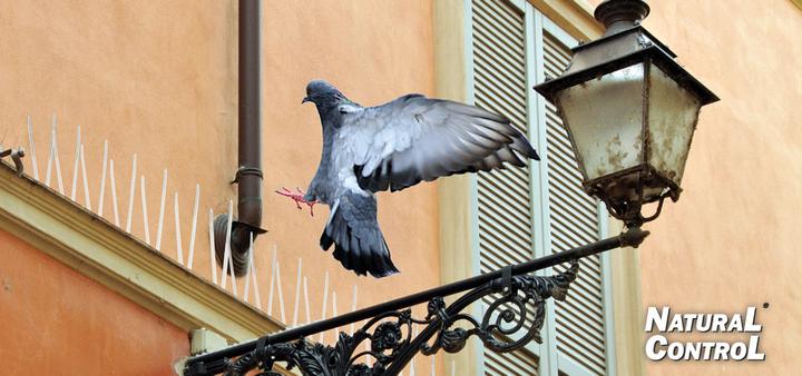 Actual product image Swissinno Pigeon repellent spikes 100cm