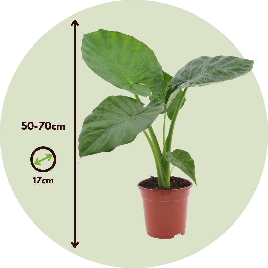 Thumbnail - Plant in a Box, Pflanzen, Dypsis Lutescens, Clusia rosea Princess, Alocasia Macrorrhiza - 3er Mischung (60 cm)