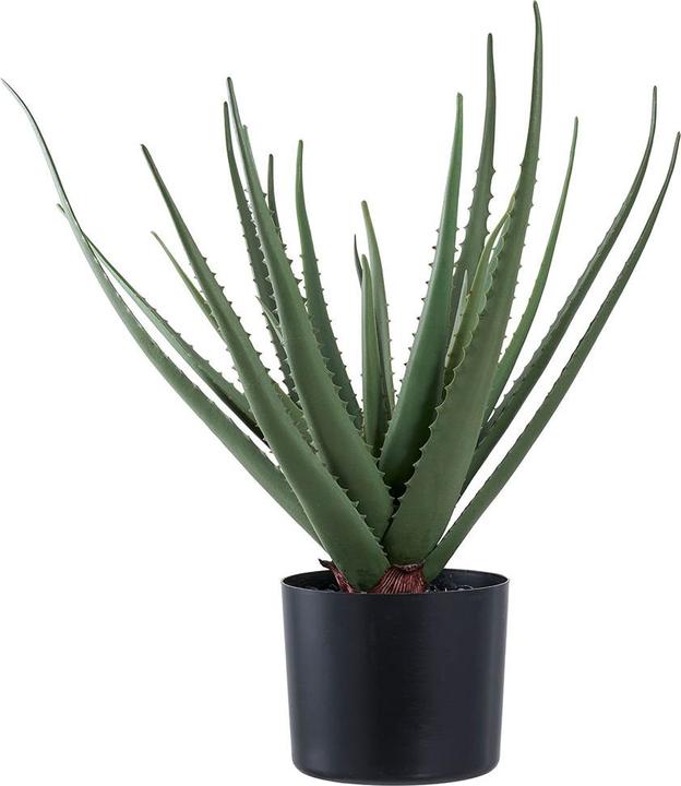House Nordic Aloe (51 cm)
